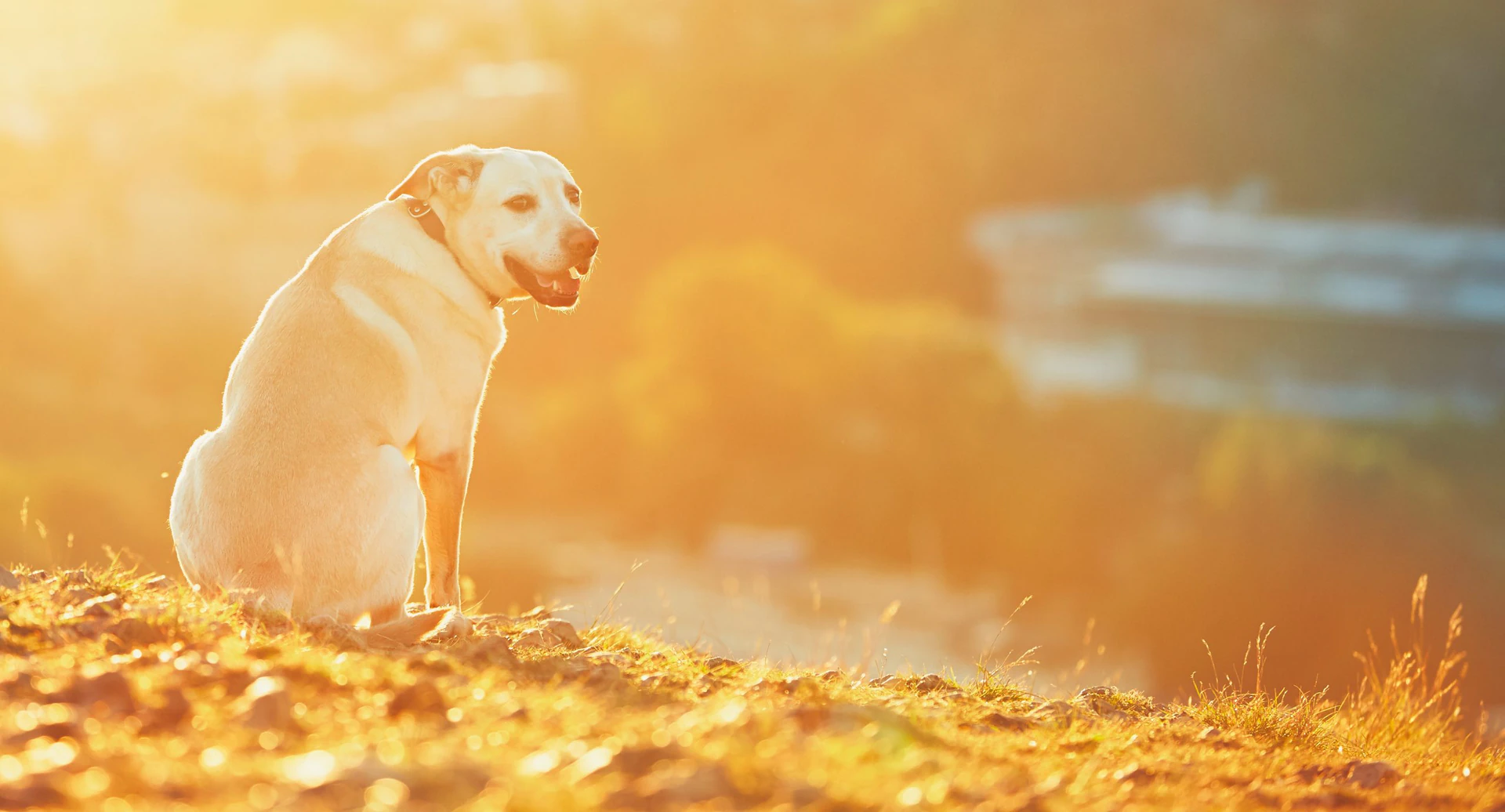 Labrador retriever dog on a hill during golden sunset, representing custom web development for charities and animal shelter donations.