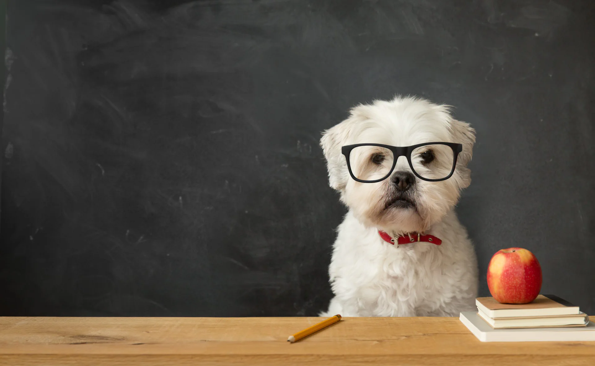 Smart white dog with eyeglasses at a desk with an apple, representing deep expertise and precision of deliberate action in custom web development.