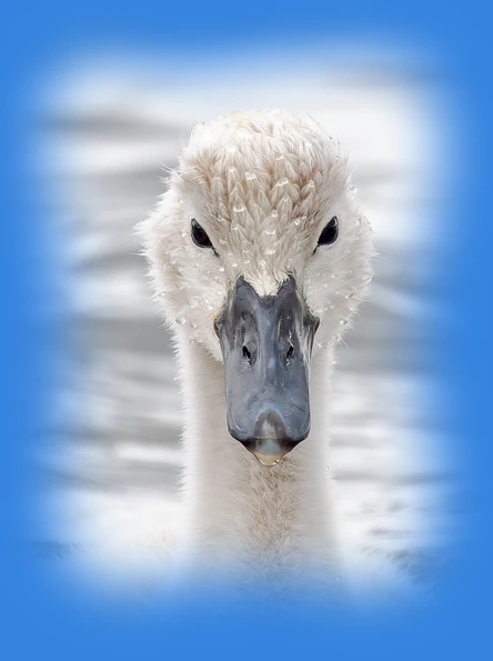 Macro portrait of a young swan cygnet with water drops, representing a detailed elaboration for the most ideal digital solution.