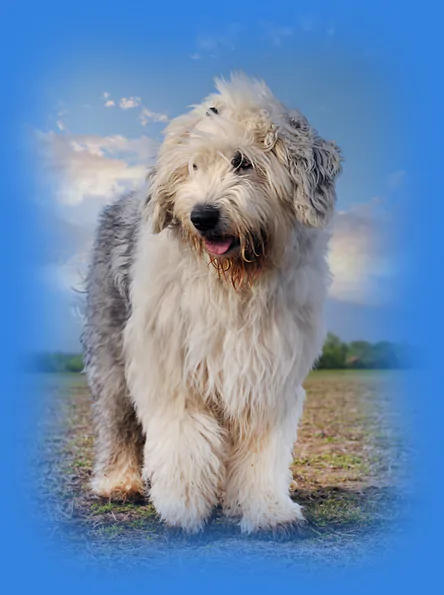 Bobtail dog, symbolizing the eye-catching design and premium elegance delivered by Pro-Webdesign.
