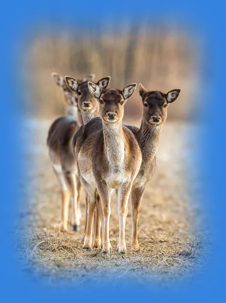 Four fallow deer standing in a symmetrical pattern, symbolizing the great arrangement and premium luxury design delivered by Pro-Webdesign.