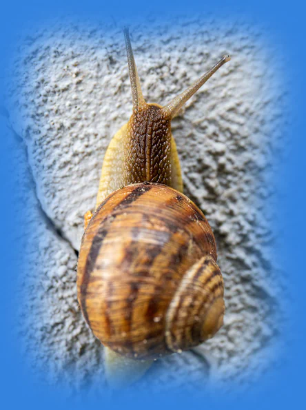 Garden snail with a spiral shell representing a clear web arrangement, premium luxury design and deep logic.