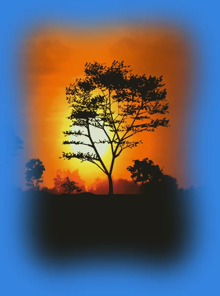 Tree silhouette against a glowing orange sunset sky, representing meticulous color harmony and individual layout aesthetics.