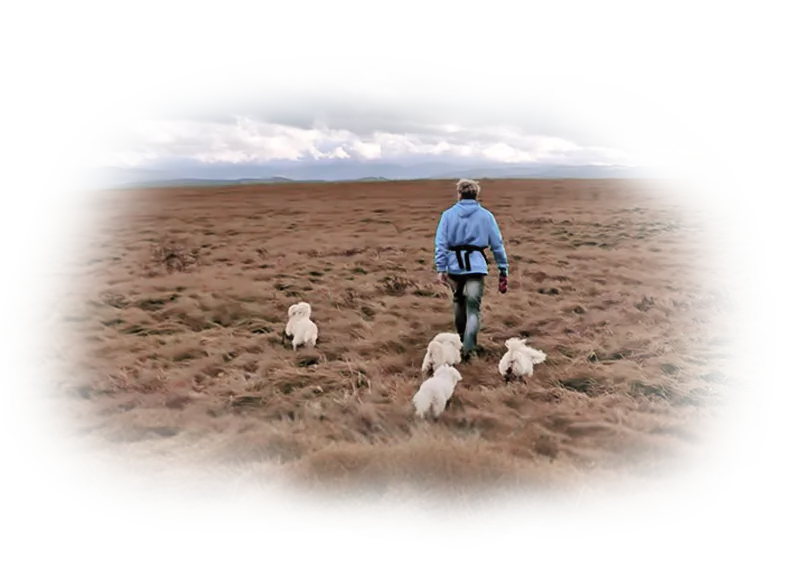 Miloslav Uhrin walking through a vast wilderness with a pack of five white dogs, representing independent digital philosophy and elite web development expertise since 1994.
