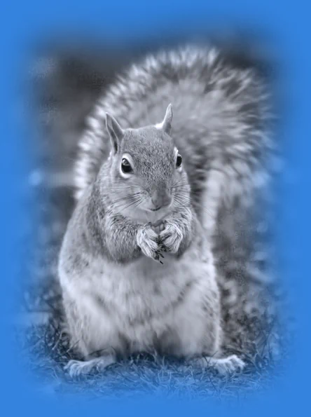 Monochrome macro portrait of a grey squirrel holding food, representing premium web design, impeccable symmetry and impressive grace.