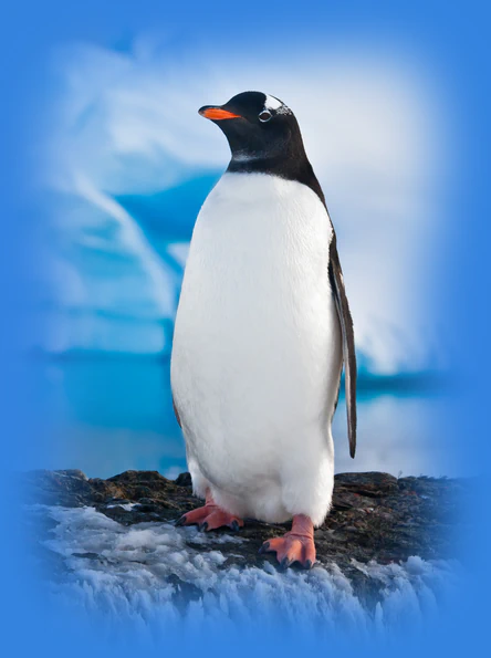 Gentoo penguin on a snowy rock with an arctic iceberg background, representing a unique sense of beauty on a digital canvas.