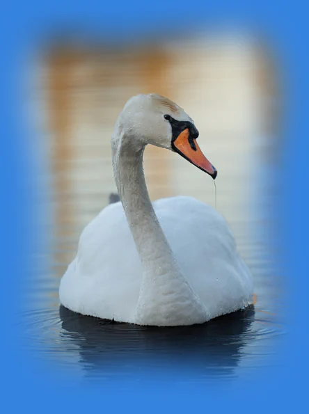 Majestic white swan floating on calm water with water drops, representing a fluid visual harmony.
