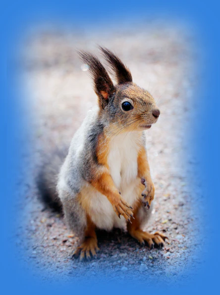Alert red squirrel representing fluid visual harmony, unique web appearance and rigorous mathematical logic.